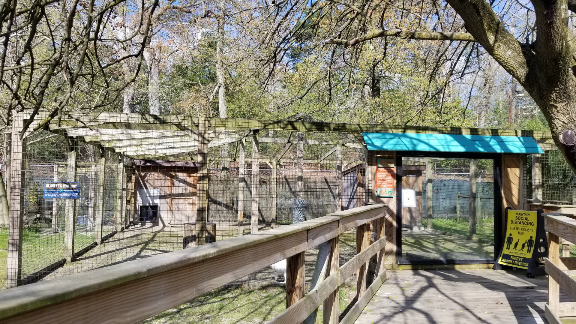 Cohanzick Zoo - Bennett's Wallaby