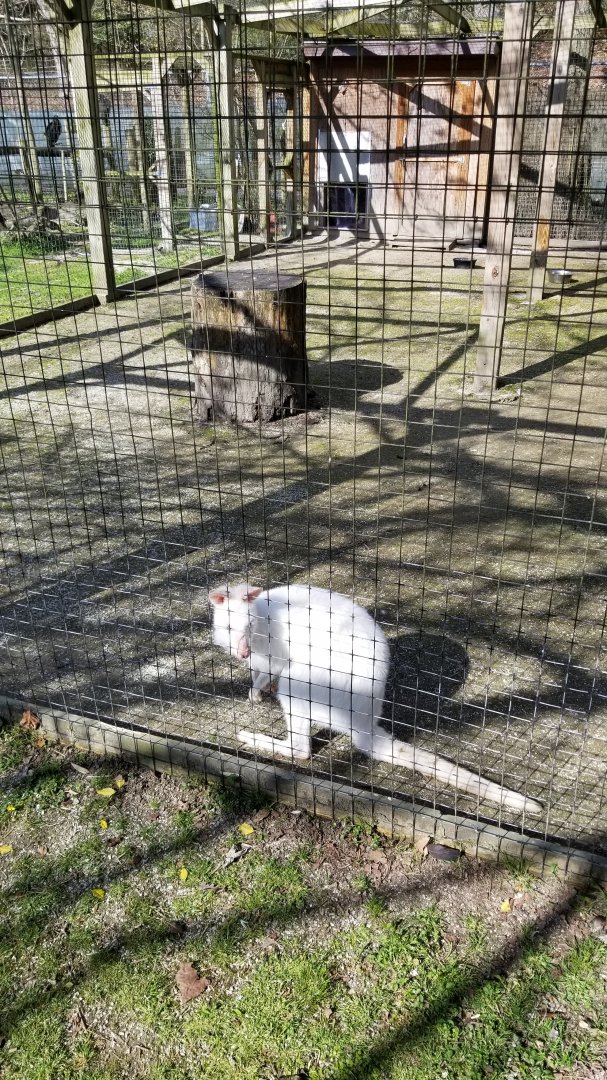 Cohanzick Zoo - Bennett's Wallaby