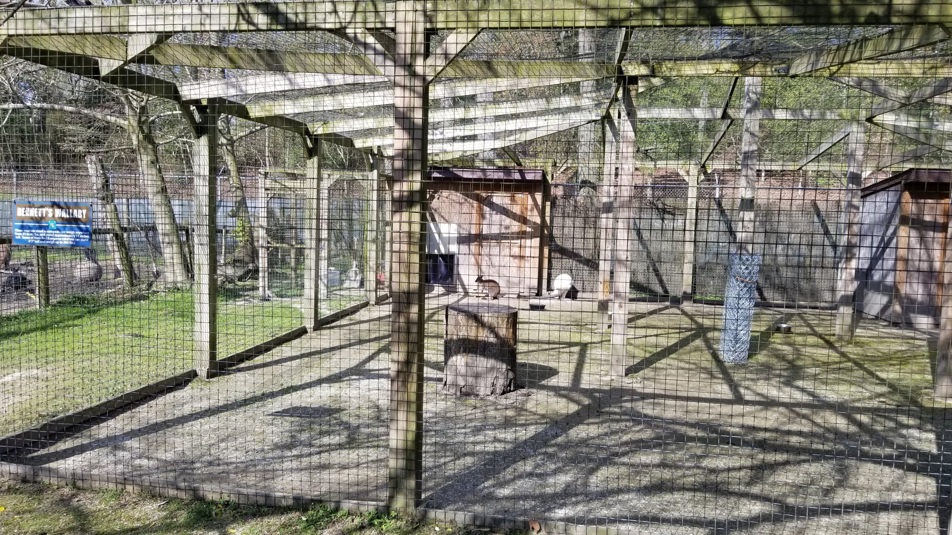Cohanzick Zoo - Bennett's Wallaby