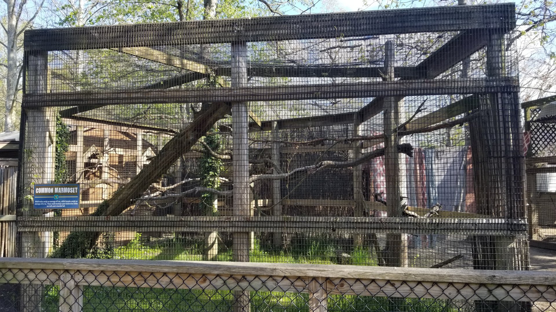 Cohanzick Zoo - Common marmoset
