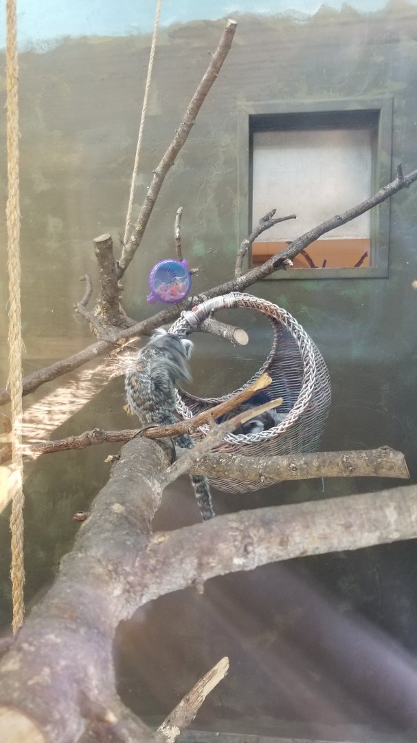 Cohanzick Zoo - Common marmoset