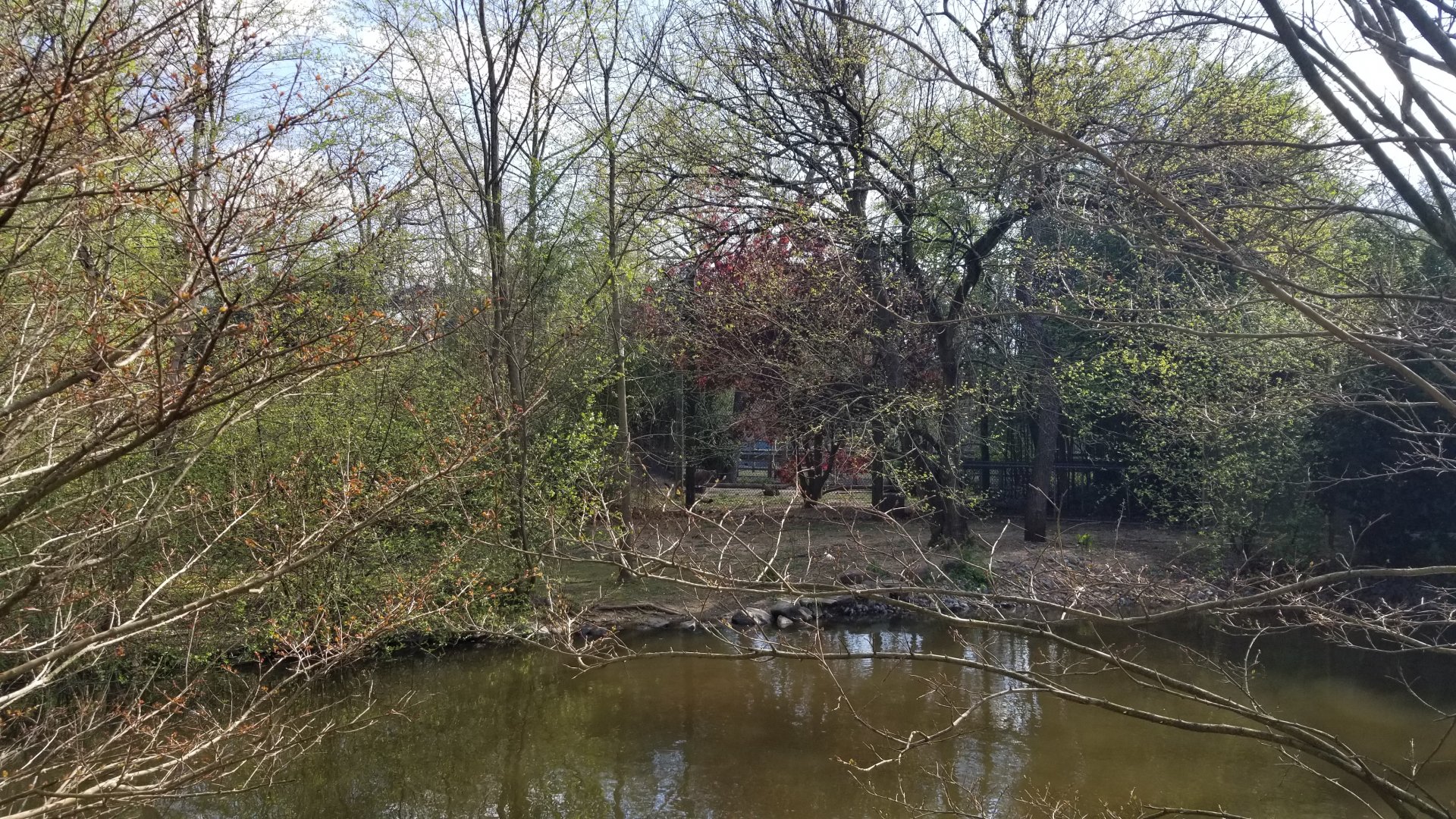 Cohanzick Zoo - Cougar from across the pond