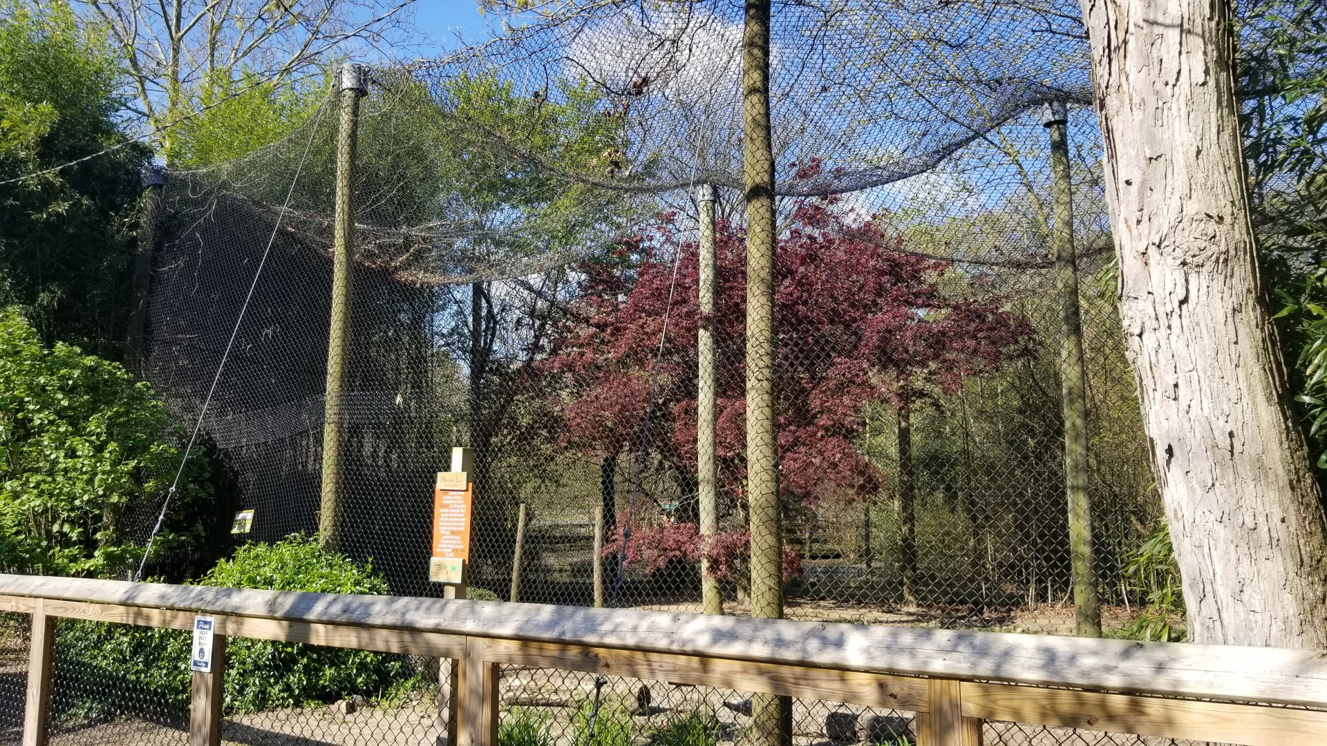Cohanzick Zoo - Cougar