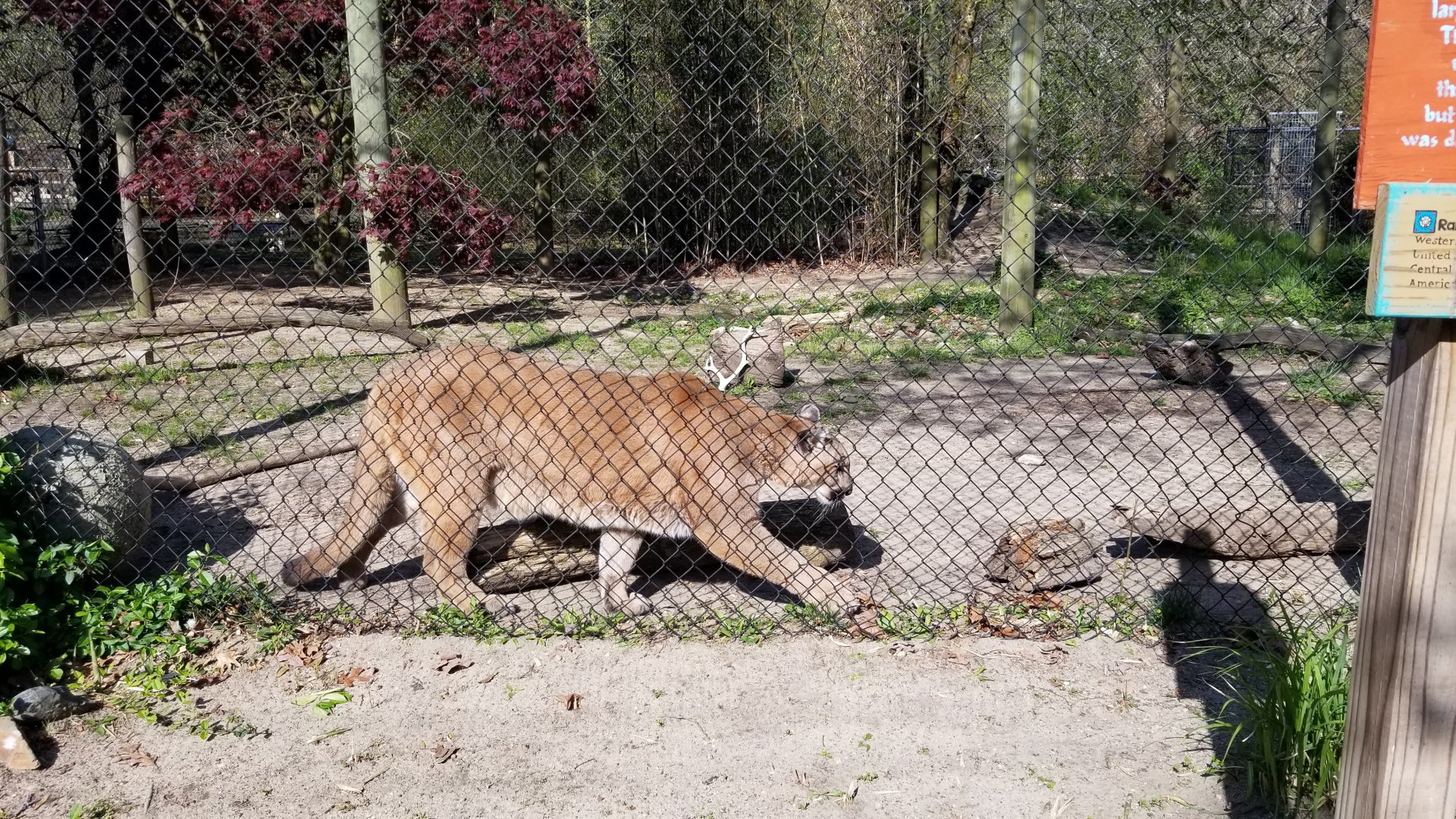 Cohanzick Zoo - Cougar