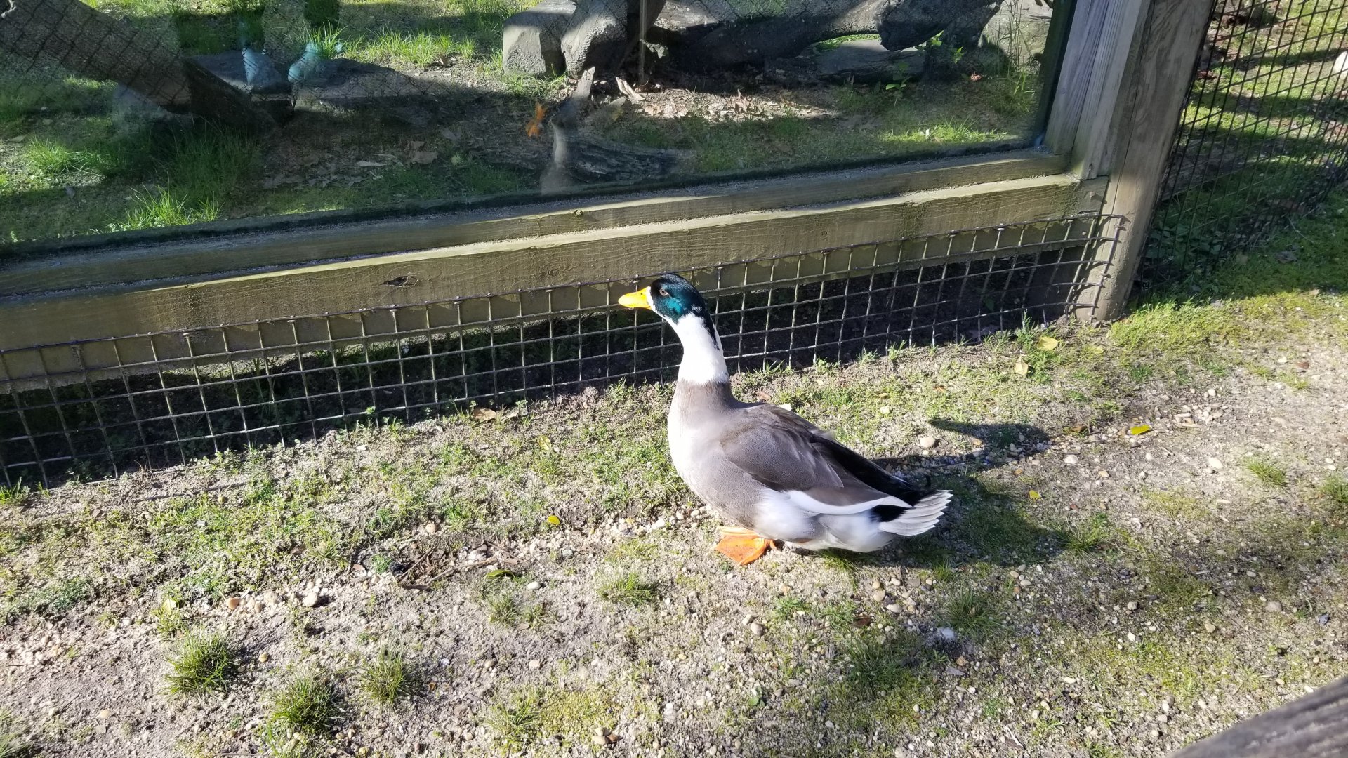 Cohanzick Zoo - Duck