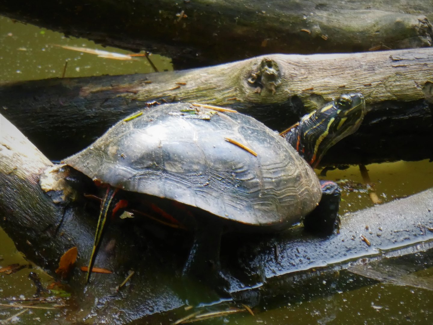 Cohanzick Zoo - Eastern Painted Turtle
