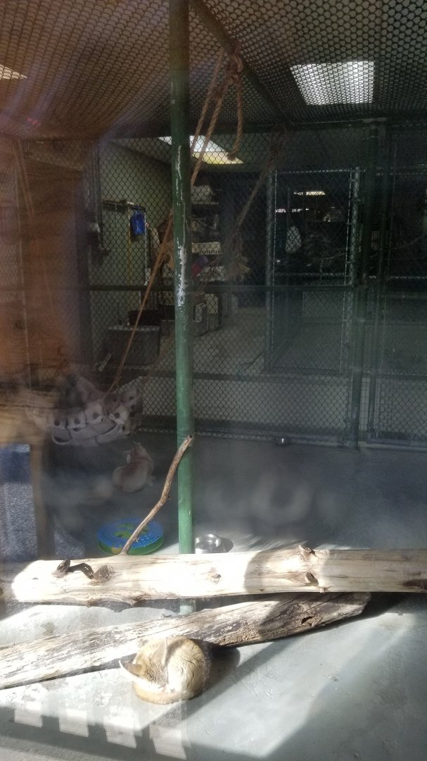 Cohanzick Zoo - Fennec fox, blue & gold macaw, moluccan cockatoo