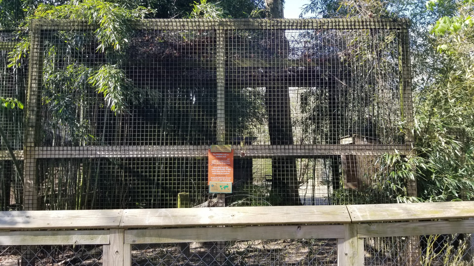Cohanzick Zoo - Fishing cat