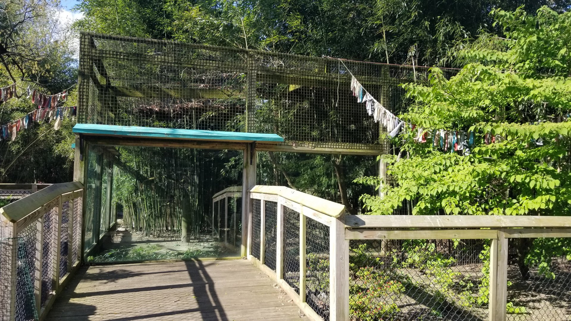 Cohanzick Zoo - Fishing cat