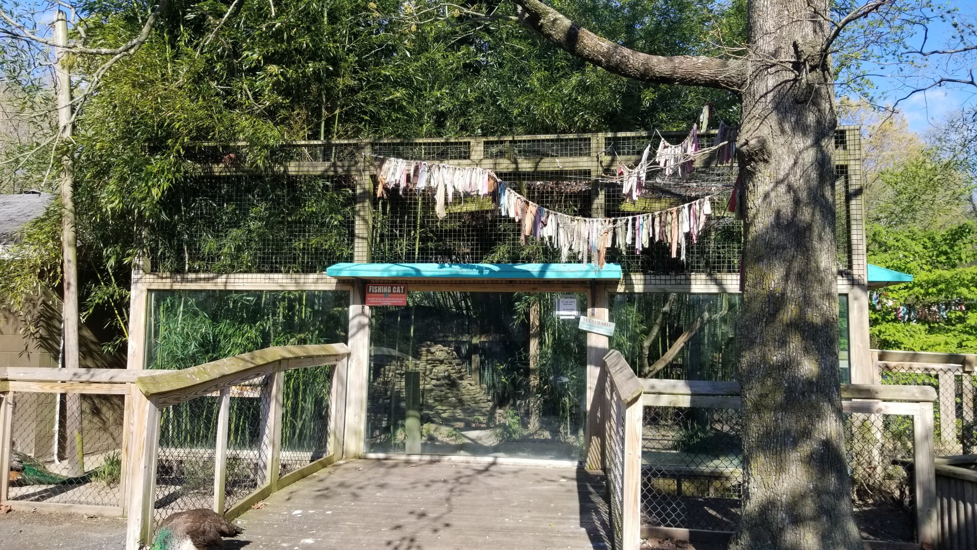 Cohanzick Zoo - Fishing cat
