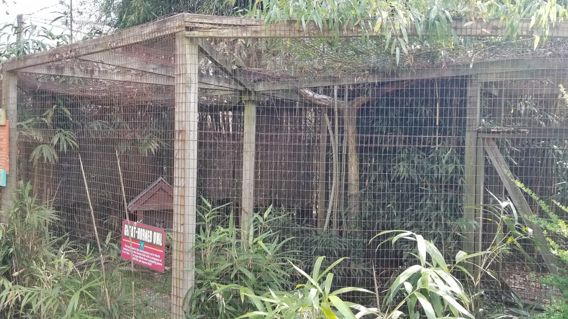 Cohanzick Zoo - Great horned owl