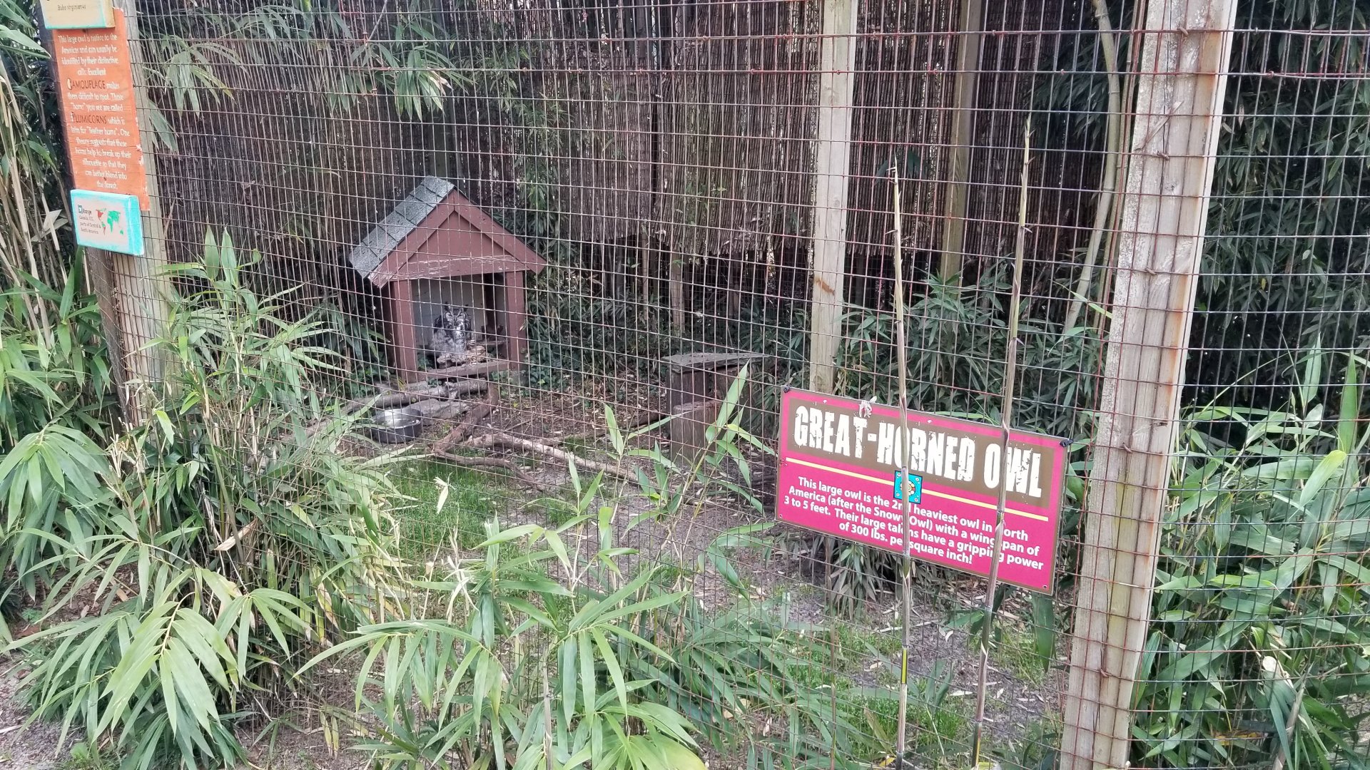 Cohanzick Zoo - Great horned owl