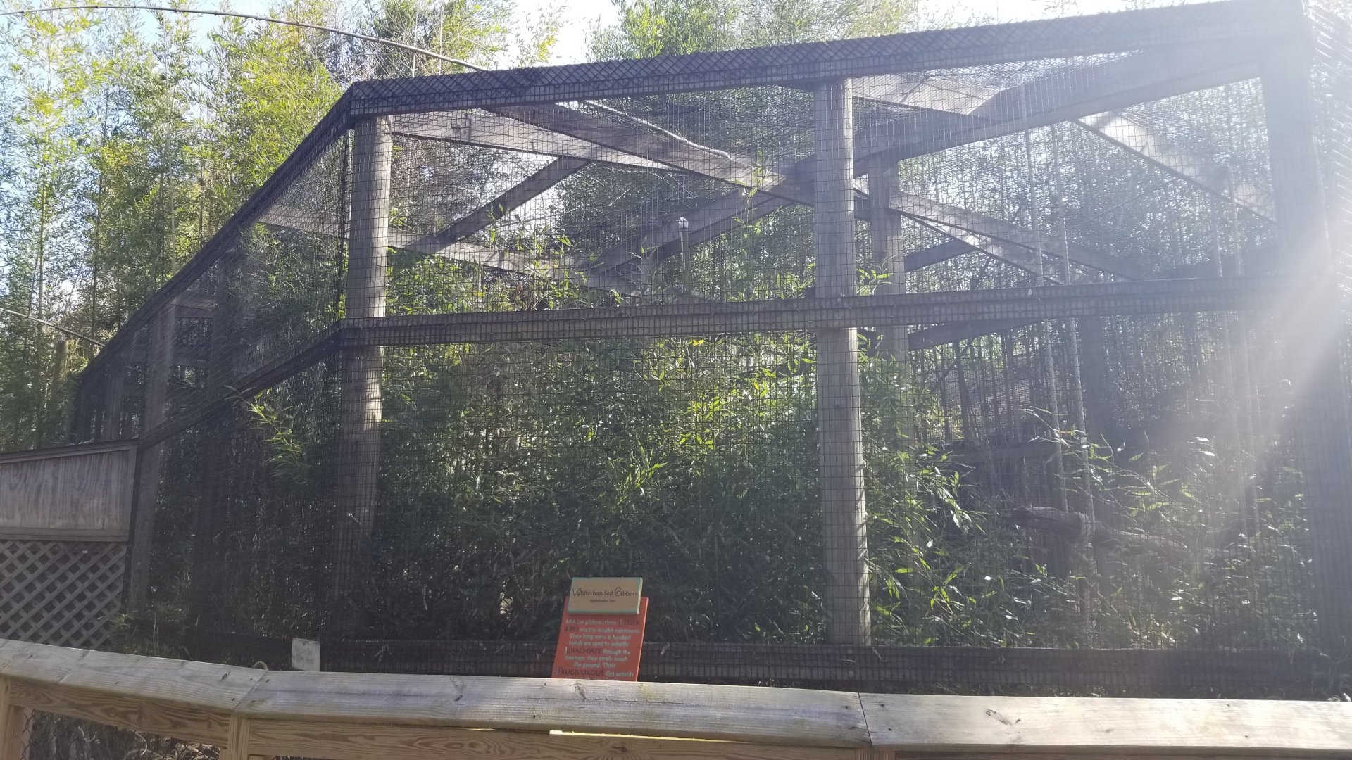 Cohanzick Zoo - Lar gibbon