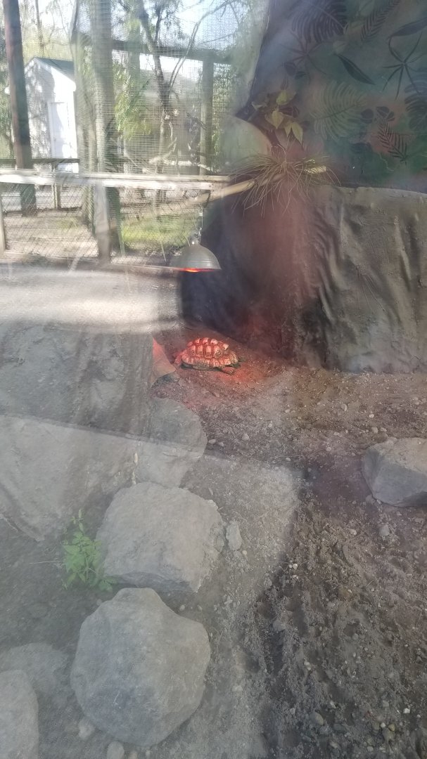 Cohanzick Zoo - Leopard tortoise
