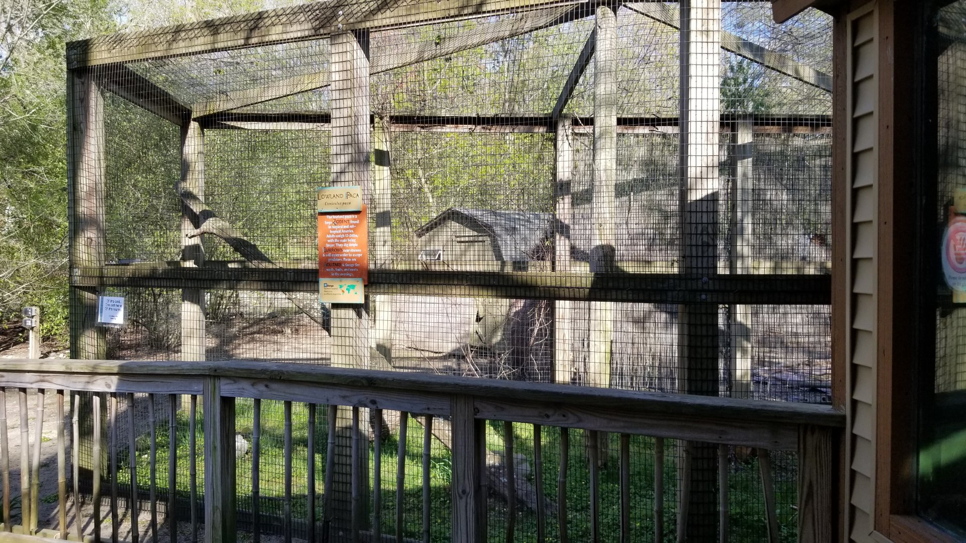 Cohanzick Zoo - Lowland paca