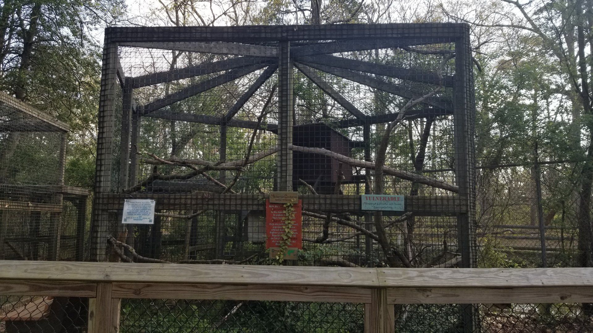 Cohanzick Zoo - Moluccan cockatoo