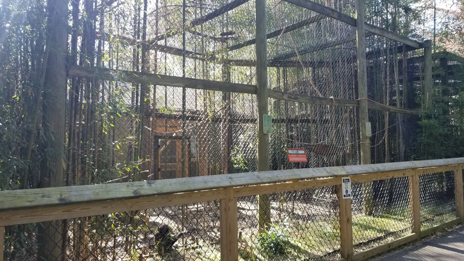 Cohanzick Zoo - Mueller's gibbon