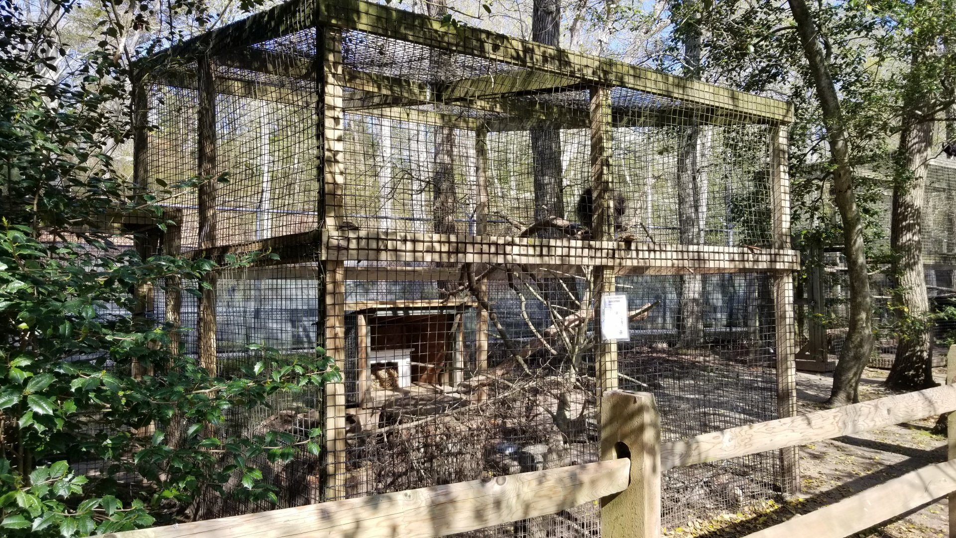 Cohanzick Zoo - North american porcupine