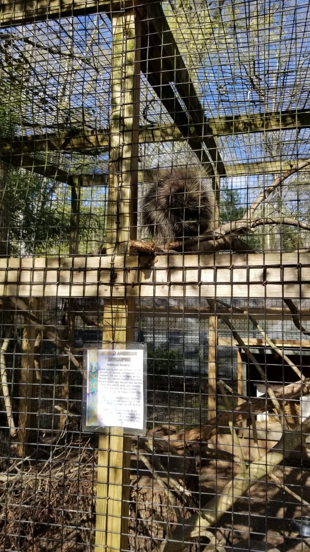 Cohanzick Zoo - North american porcupine