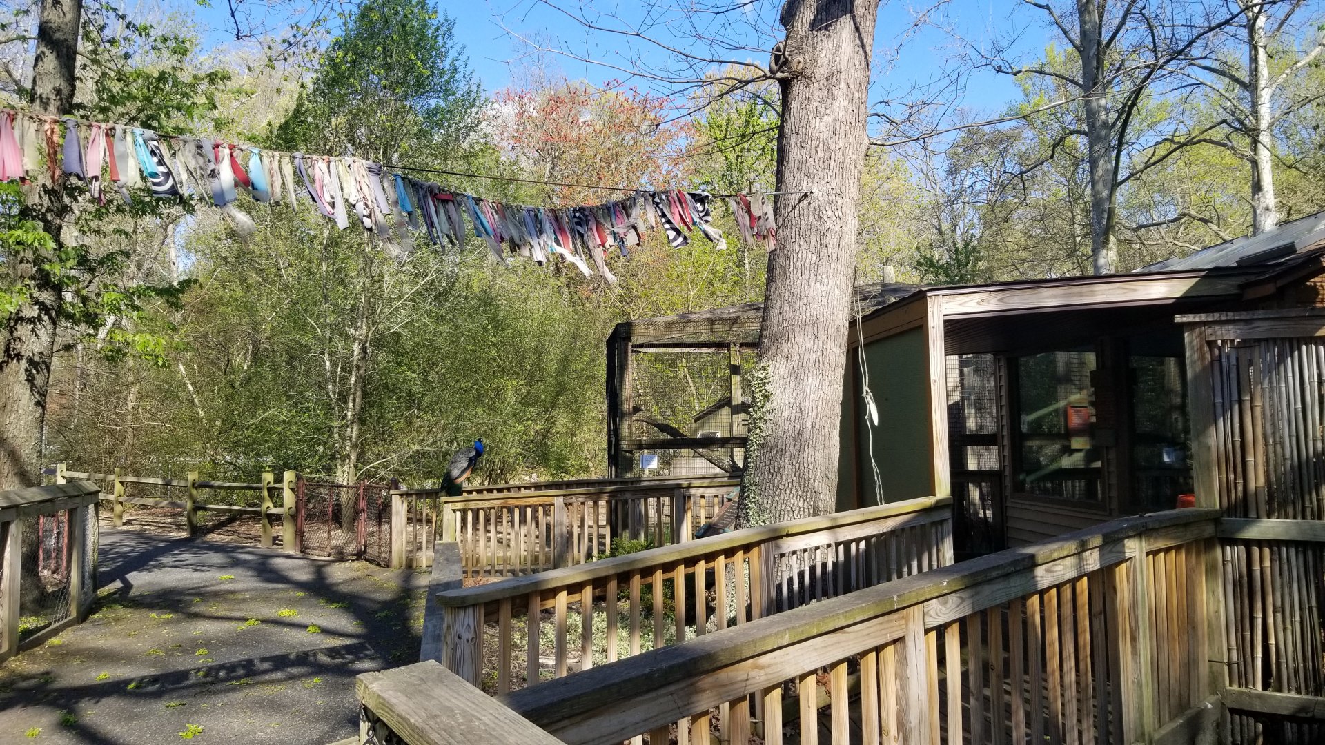 Cohanzick Zoo - Path, with lowland paca and common marmoset on right
