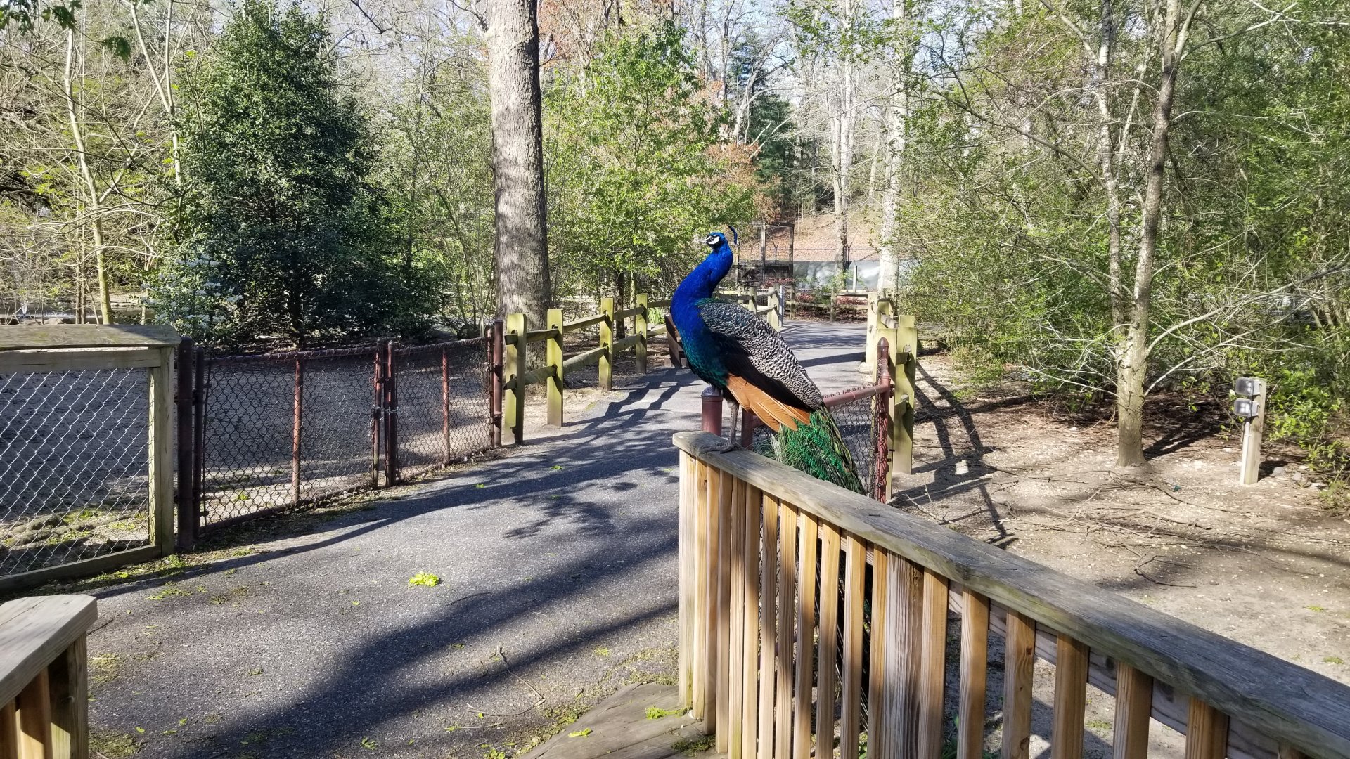 Cohanzick Zoo - Peacock
