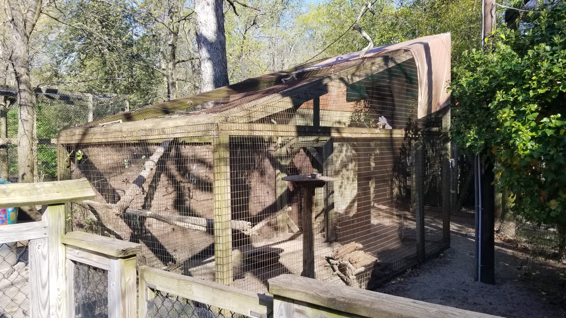 Cohanzick Zoo - Pigeon species id?
