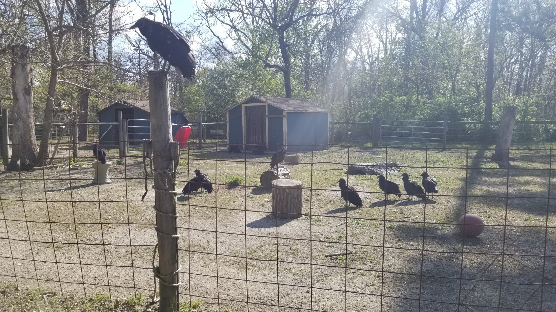 Cohanzick Zoo - Pot-bellied pig