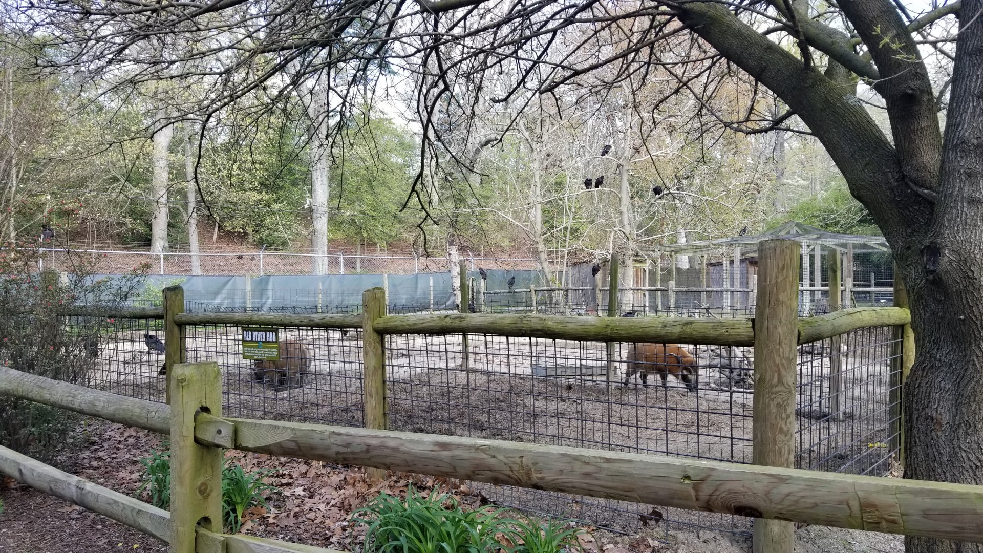 Cohanzick Zoo - Red river hog digging area