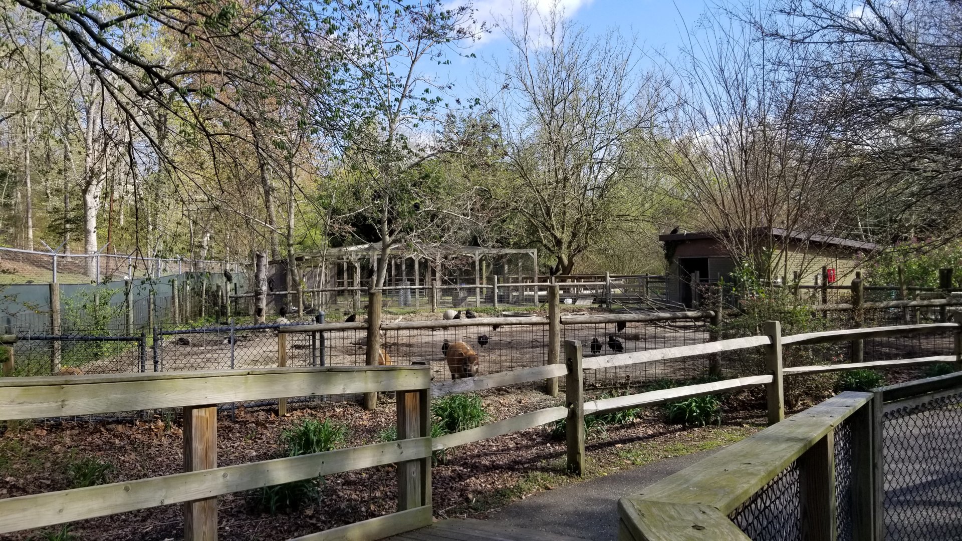 Cohanzick Zoo - Red river hogs
