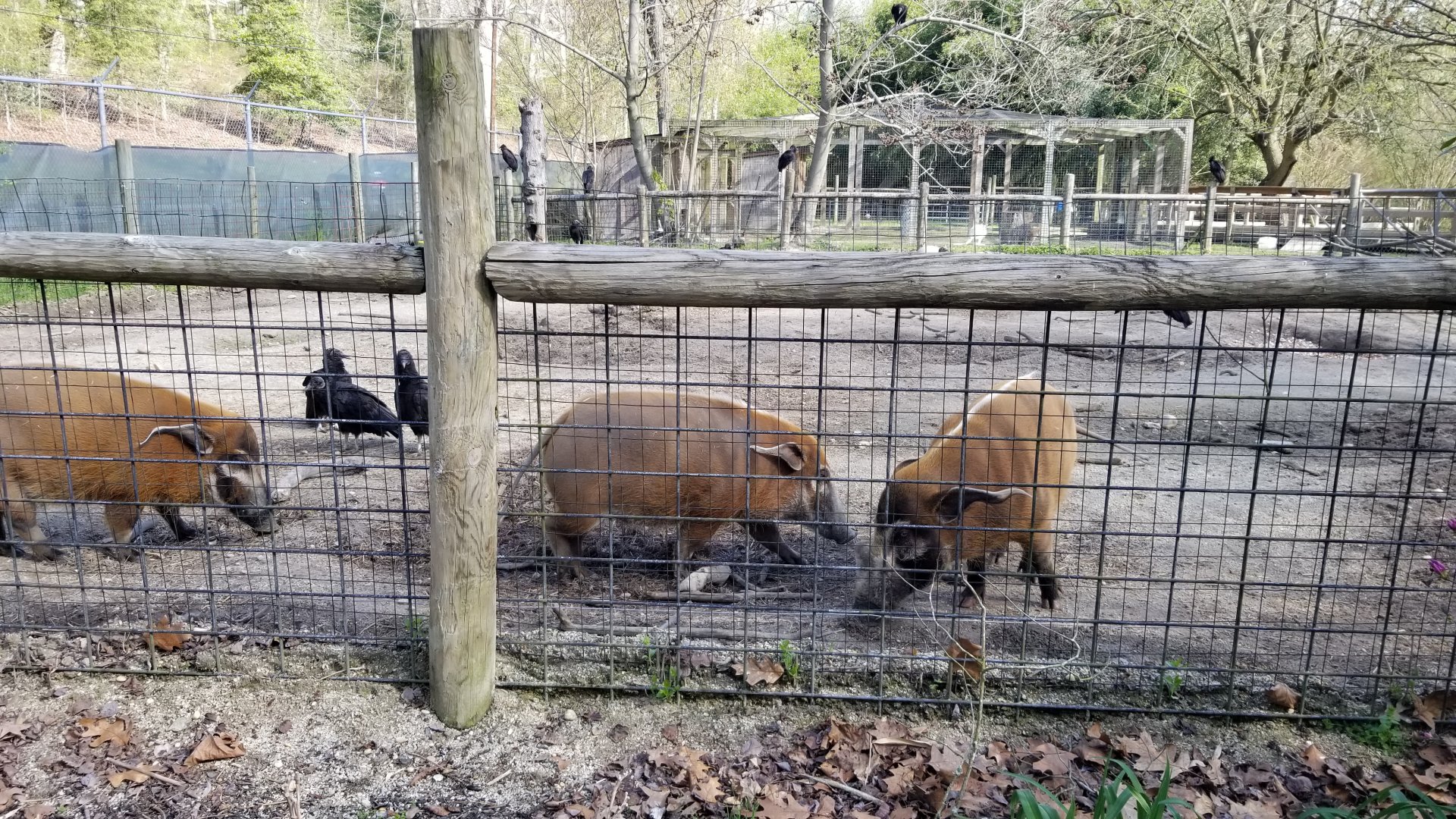 Cohanzick Zoo - Red river hogs