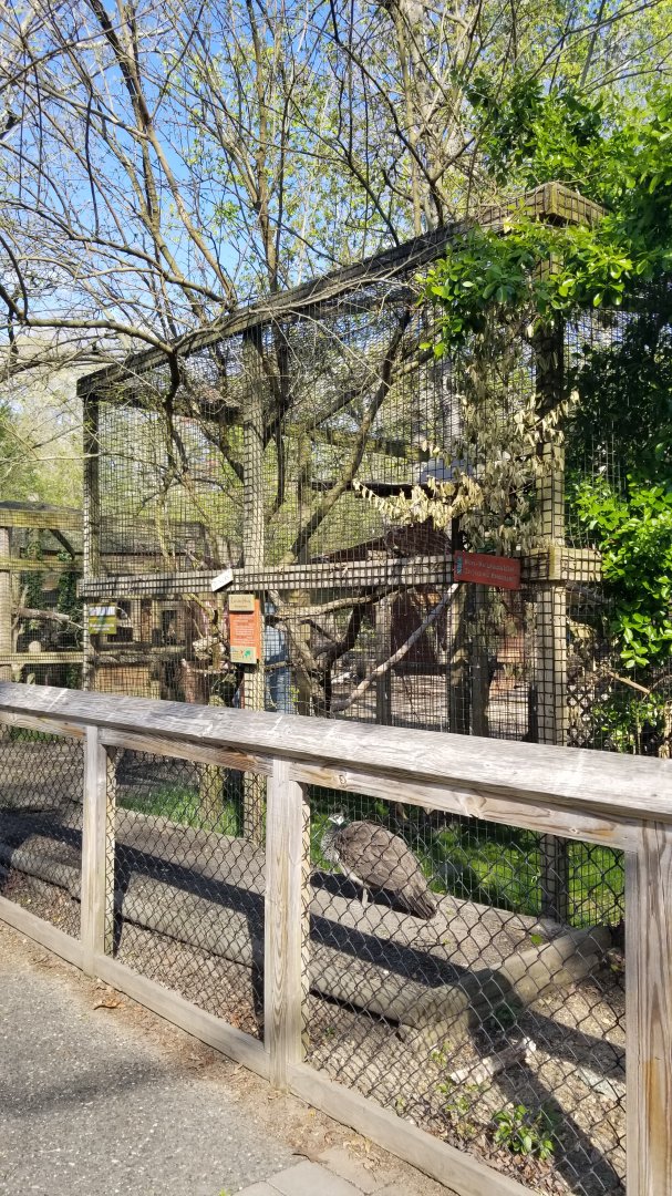 Cohanzick Zoo - Red-tailed hawk