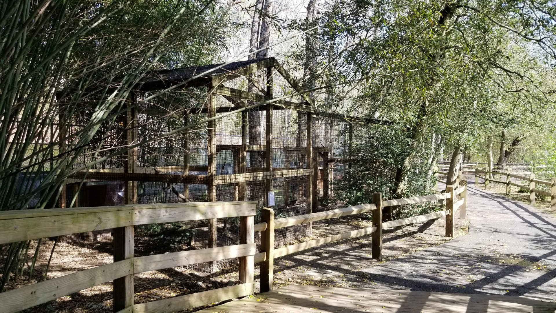Cohanzick Zoo - Ring-neck pheasant