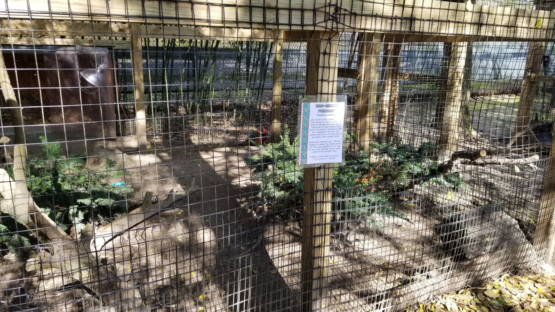 Cohanzick Zoo - RIng-neck pheasant