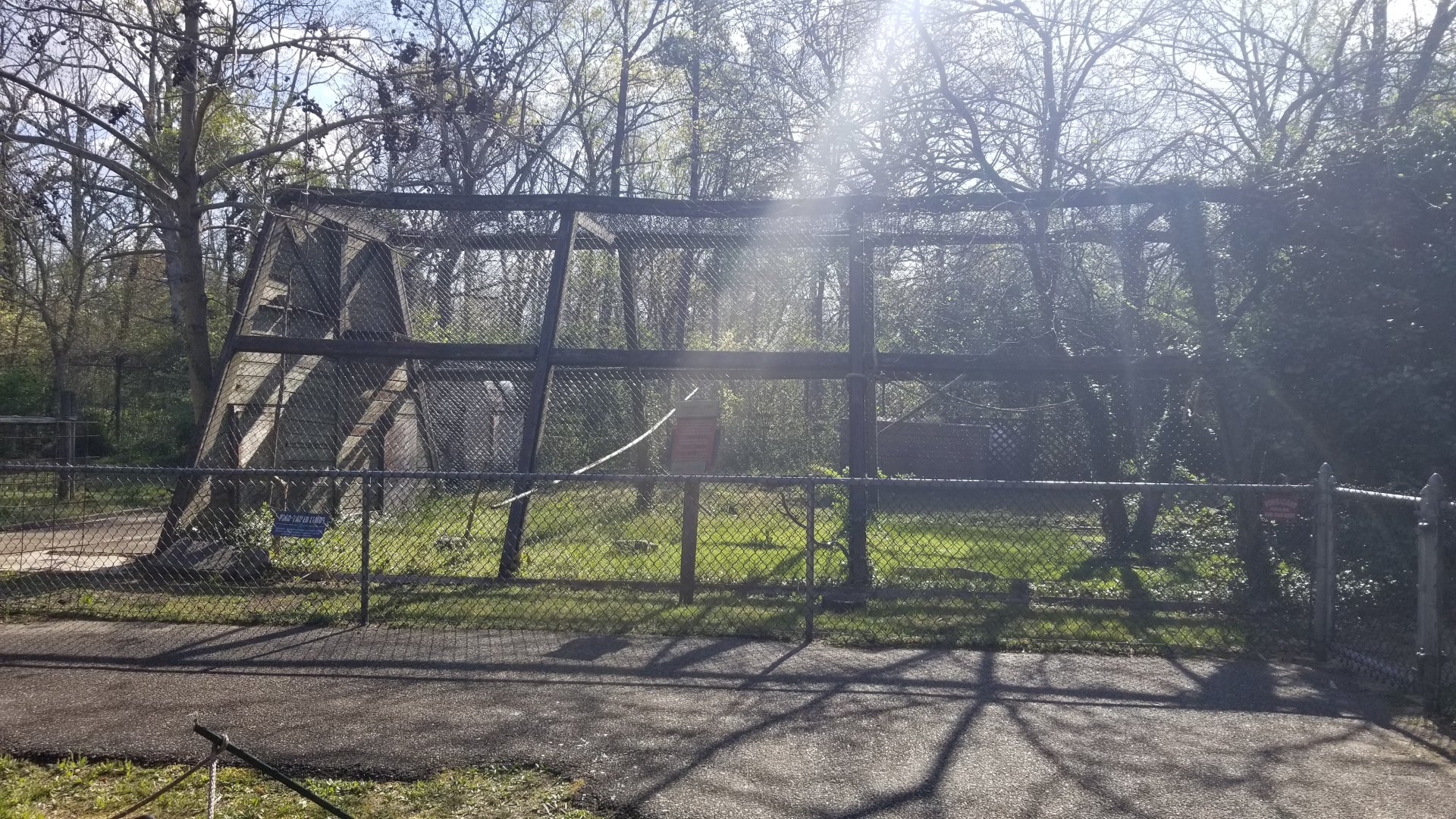 Cohanzick Zoo - Ring-tailed lemur