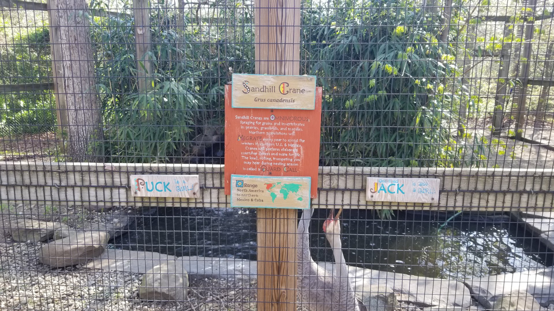 Cohanzick Zoo - Sandhill crane, sign example
