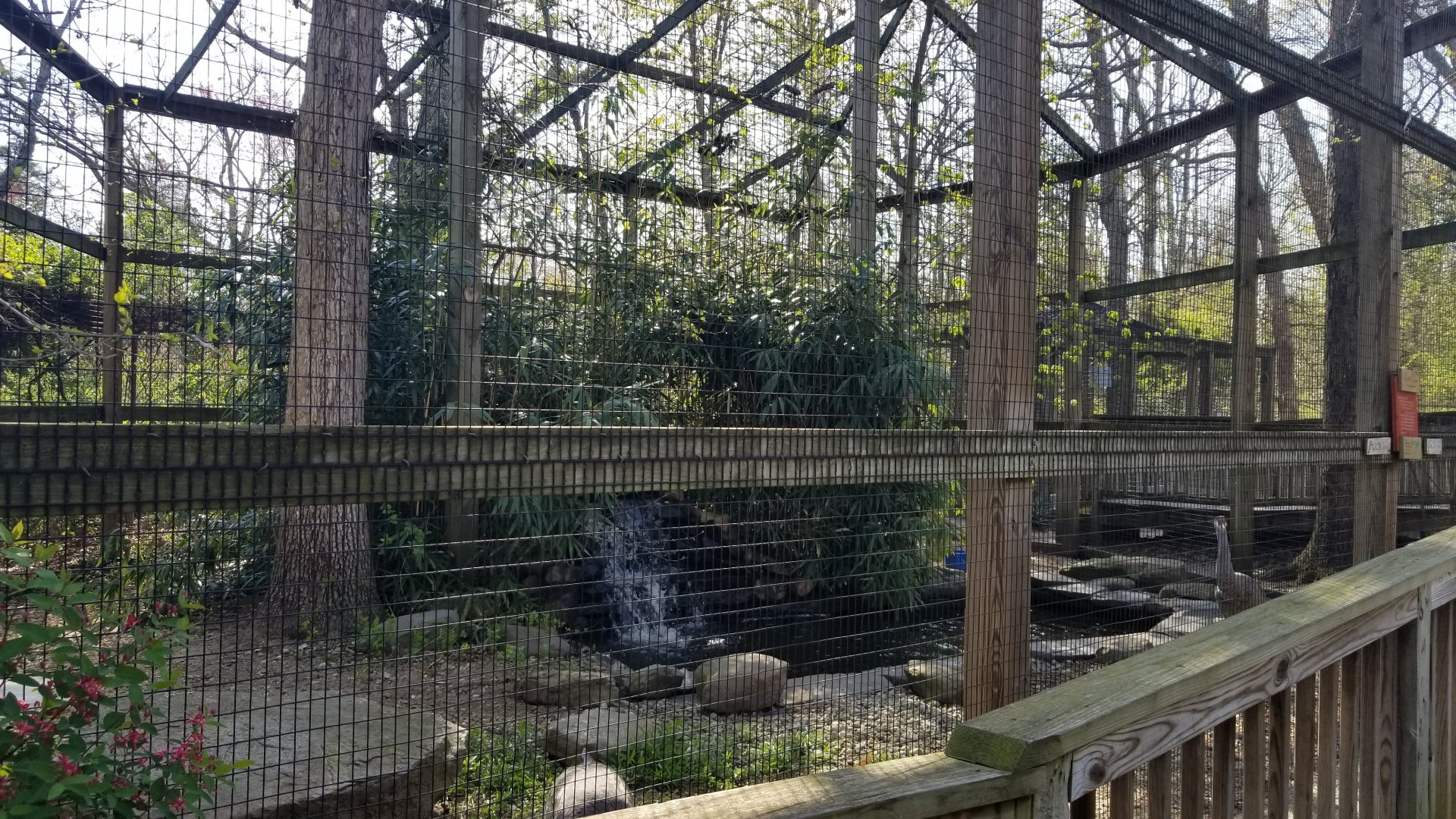Cohanzick Zoo - Sandhill crane