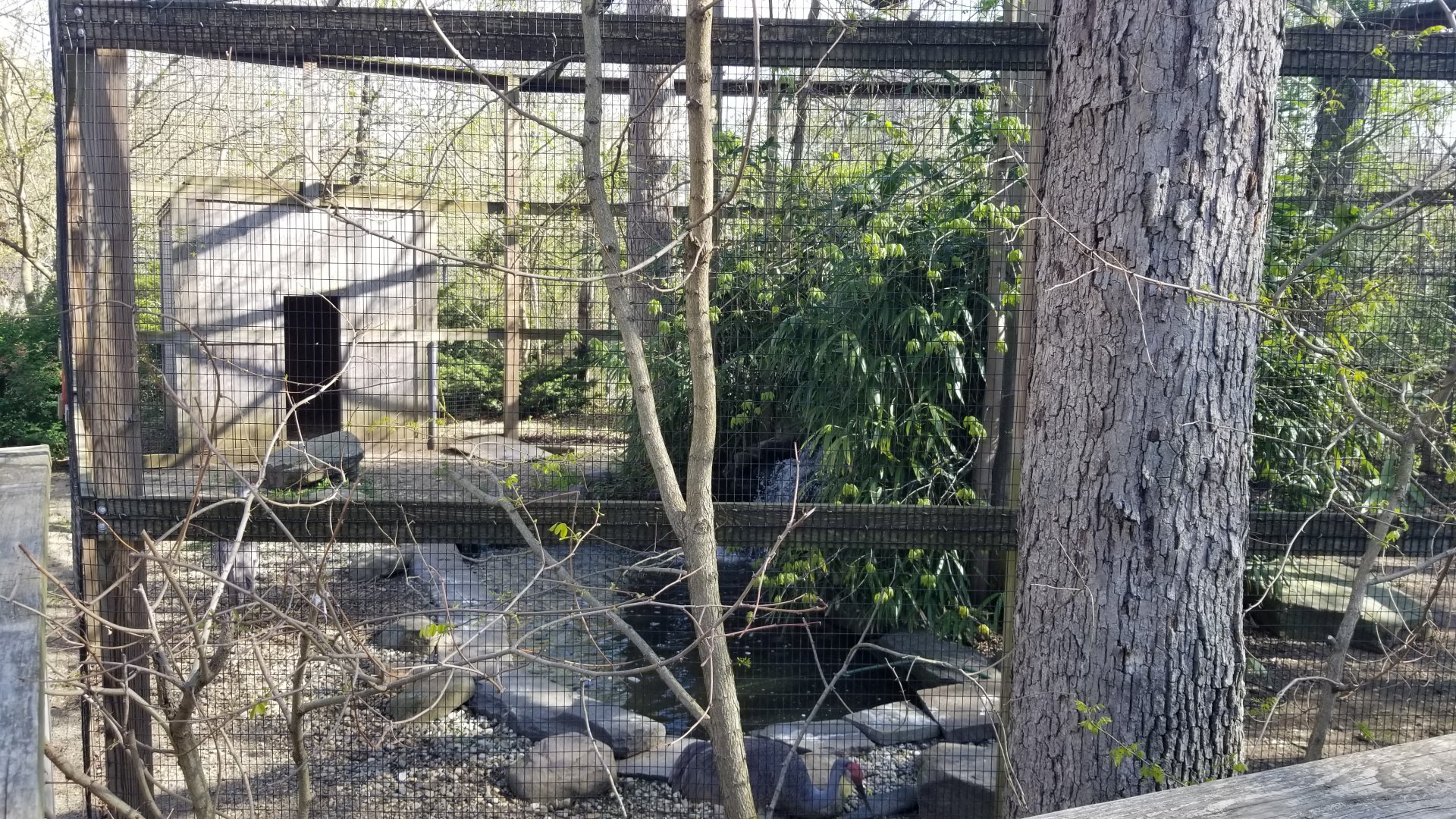 Cohanzick Zoo - Sandhill crane