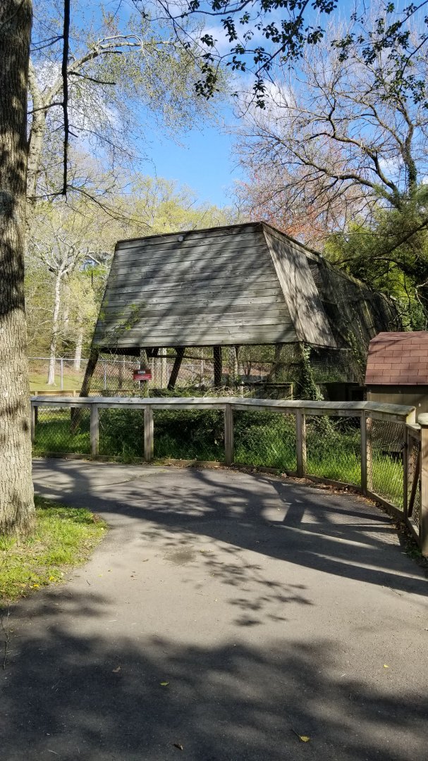 Cohanzick Zoo - Serval