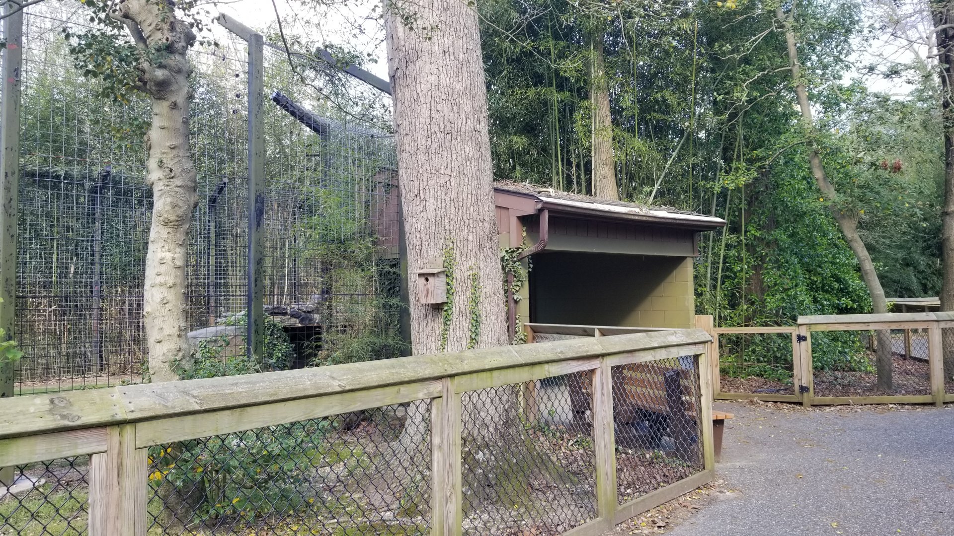 Cohanzick Zoo - Tiger viewing #1