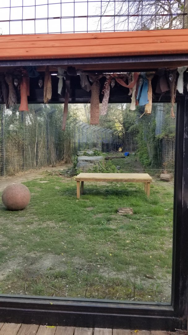 Cohanzick Zoo - Tiger viewing #2