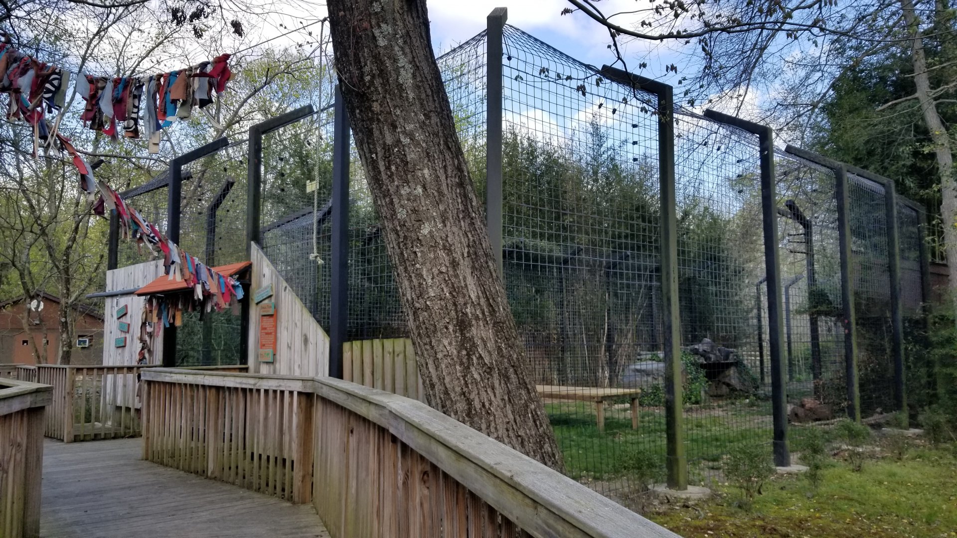 Cohanzick Zoo - Tiger