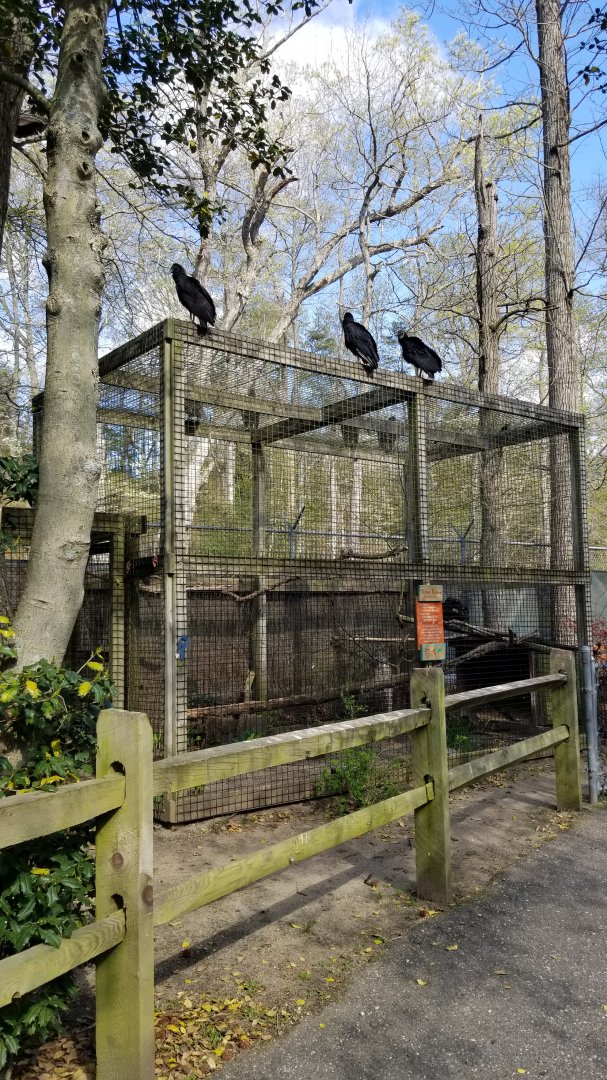 Cohanzick Zoo - Turkey vulture