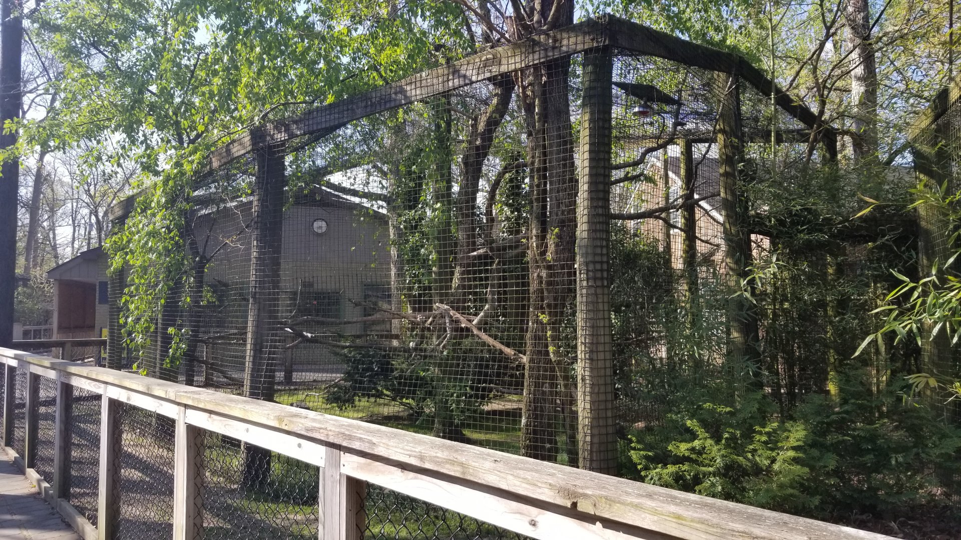 Cohanzick Zoo - Unsigned hawk