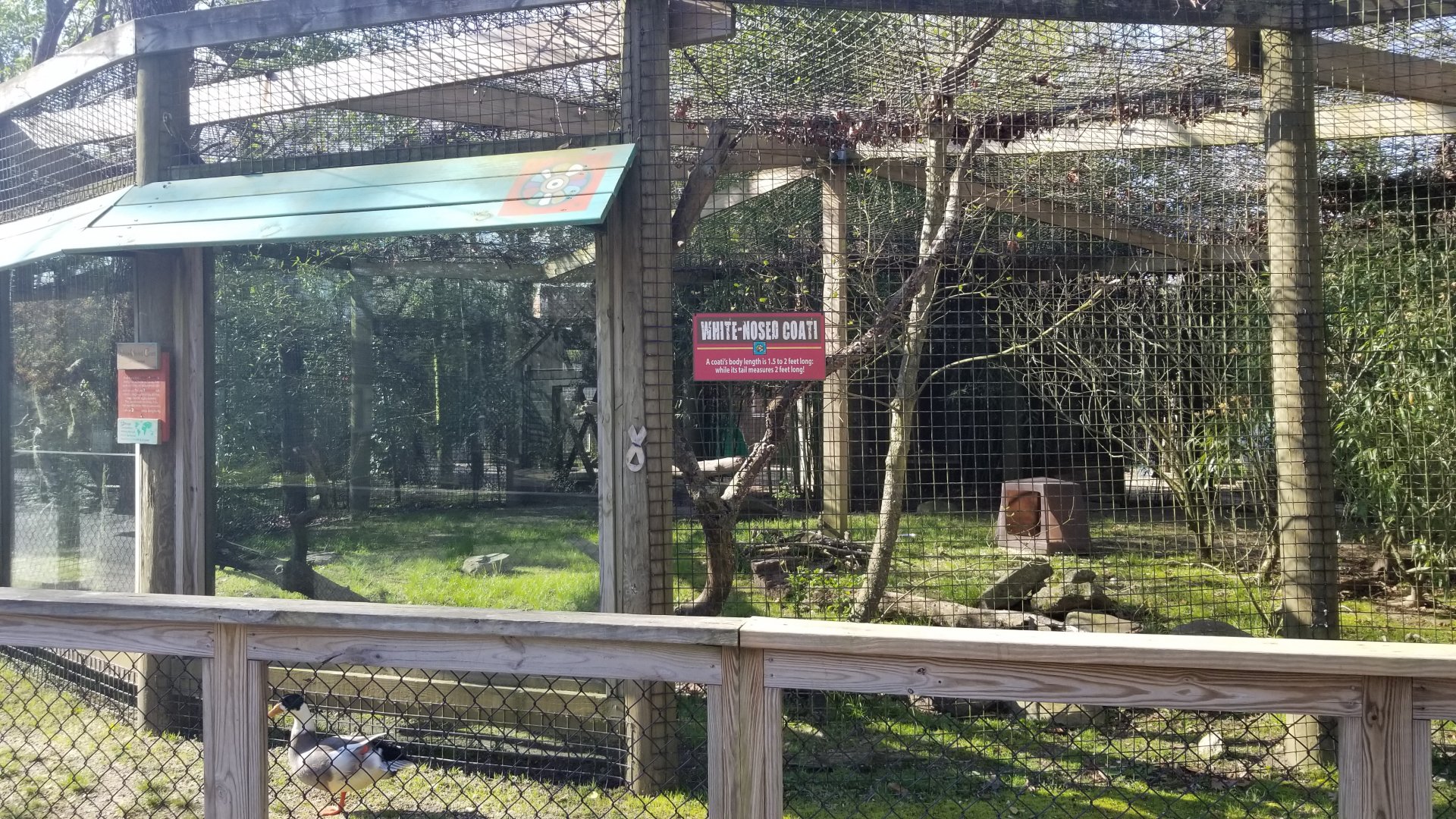 Cohanzick Zoo - White-nosed coati