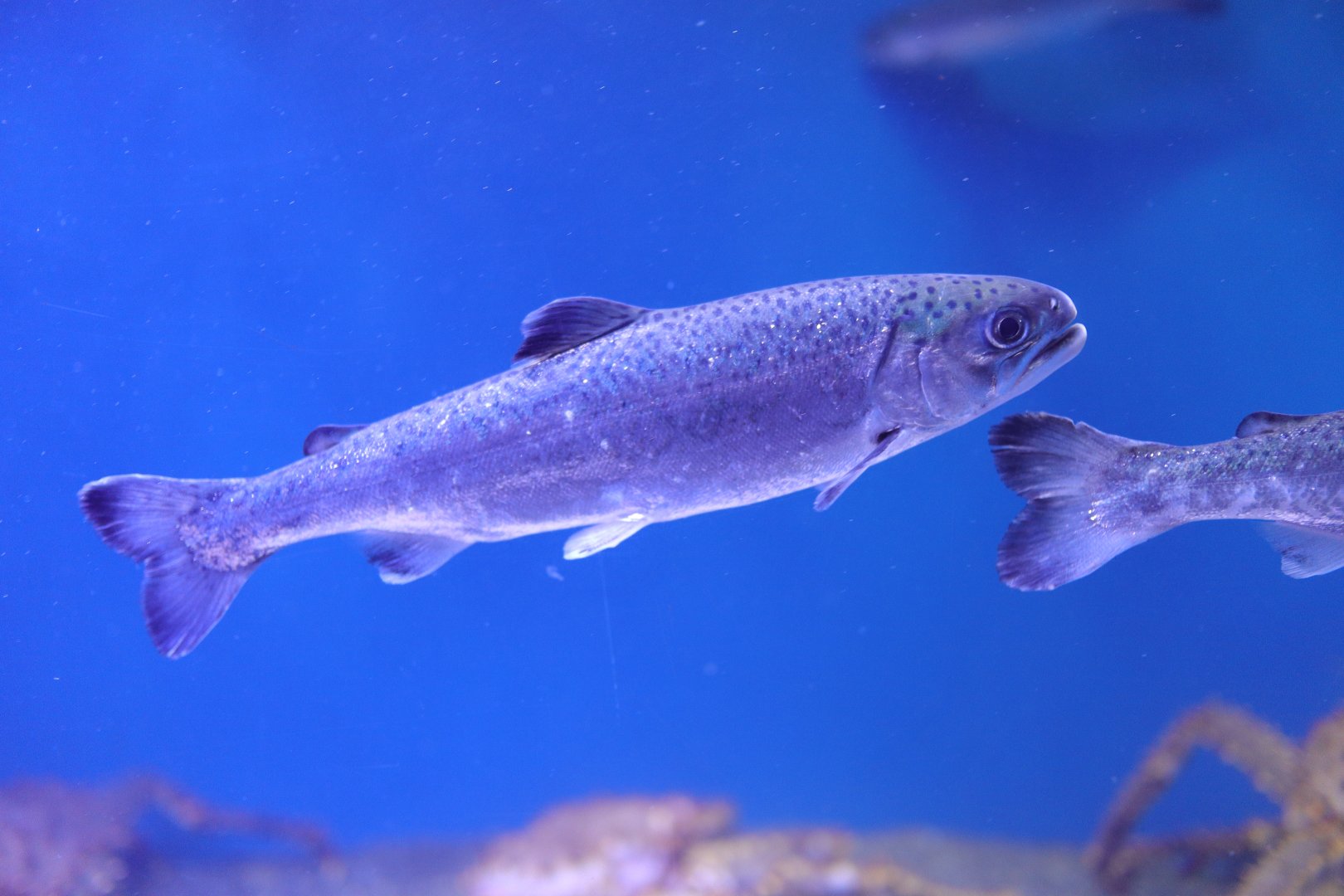 Coho Salmon (Oncorhynchus kisutch)