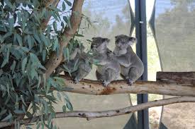 Cohuna Koala Park (Cohuna Wildlife Park) Byford, WA.