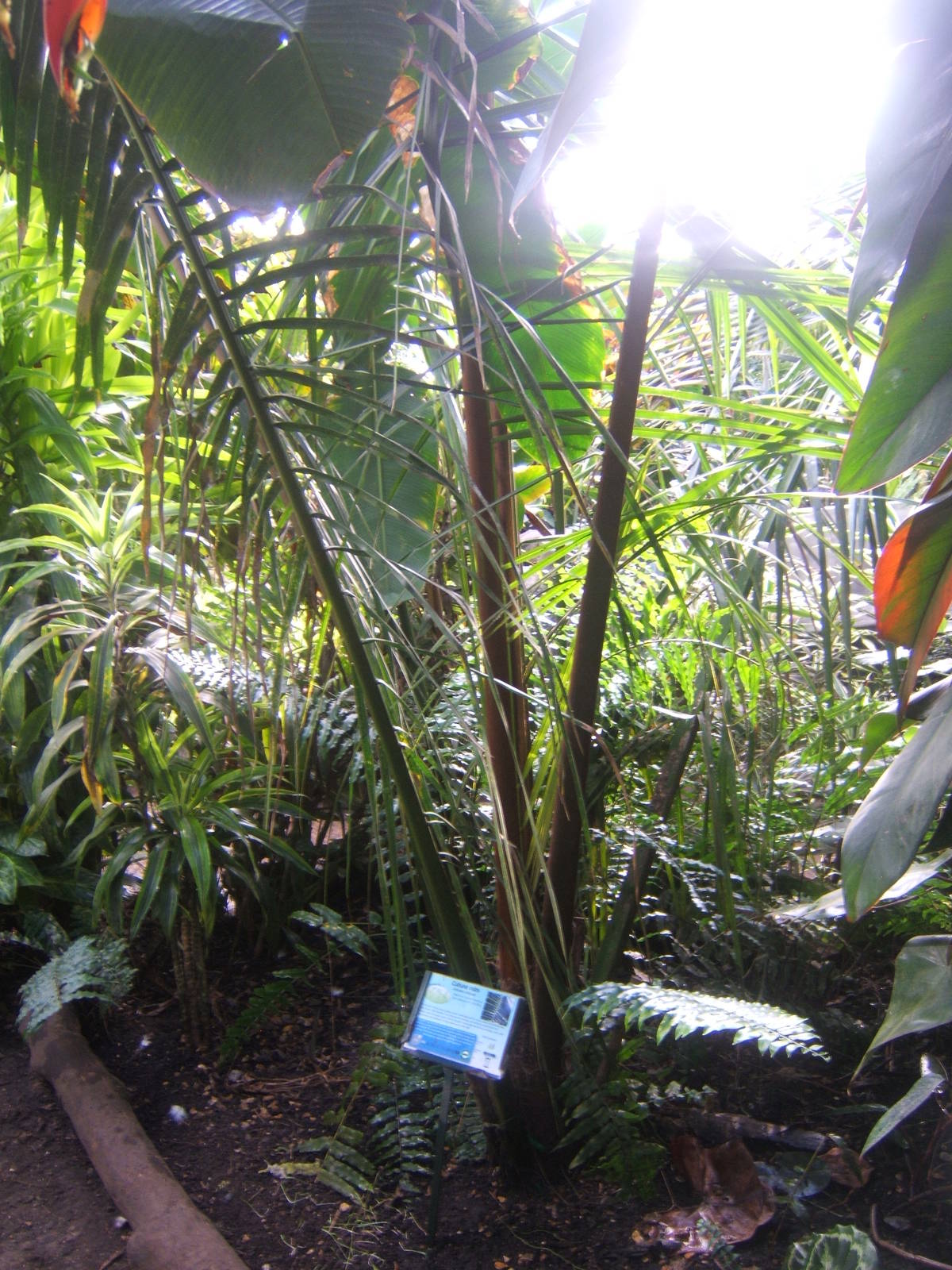 Cohune Palm (Attalea cohune)