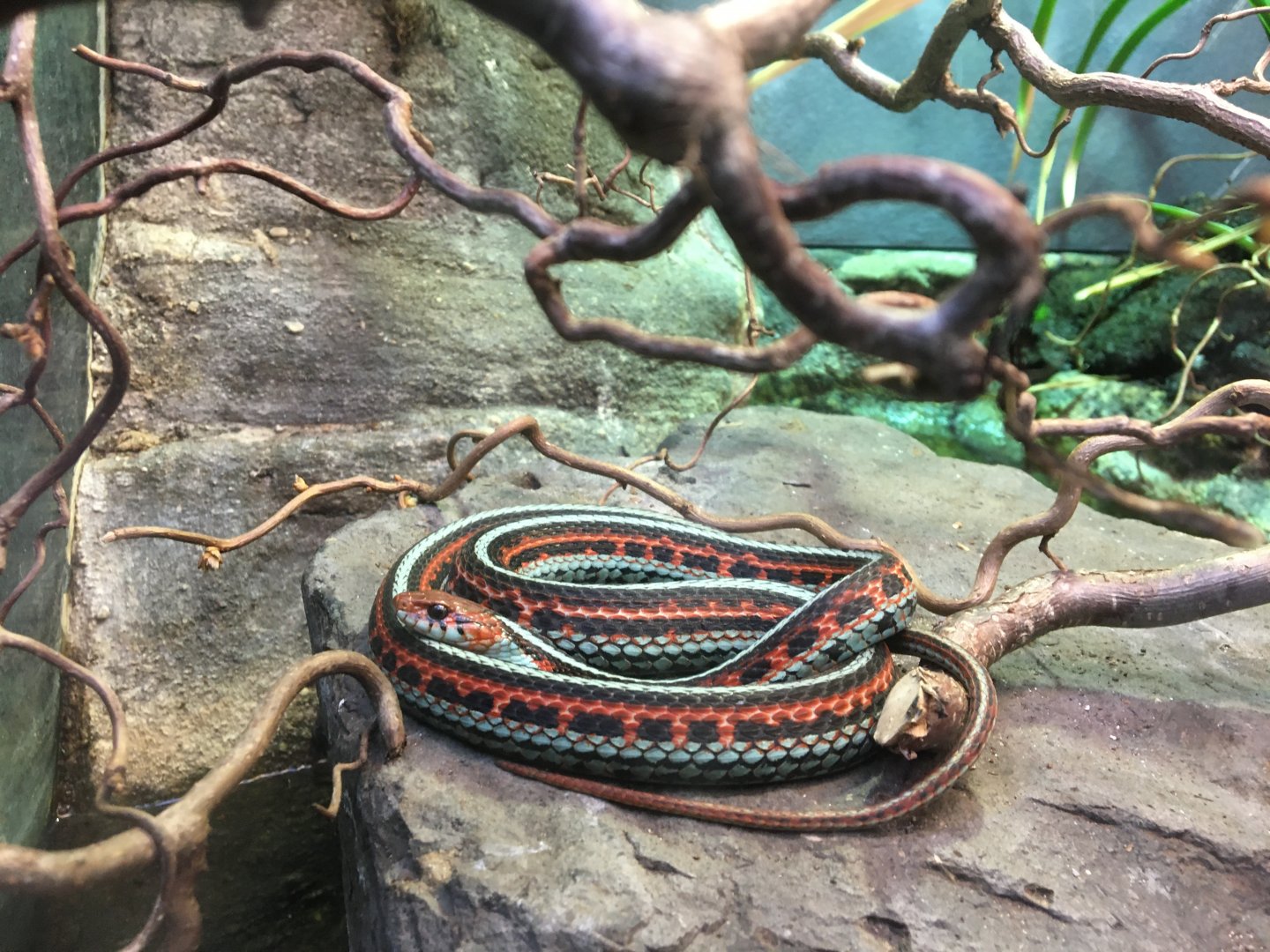Coiled San Francisco gartersnake (Thamnophis sirtalis tetrataenia) in the reptile house