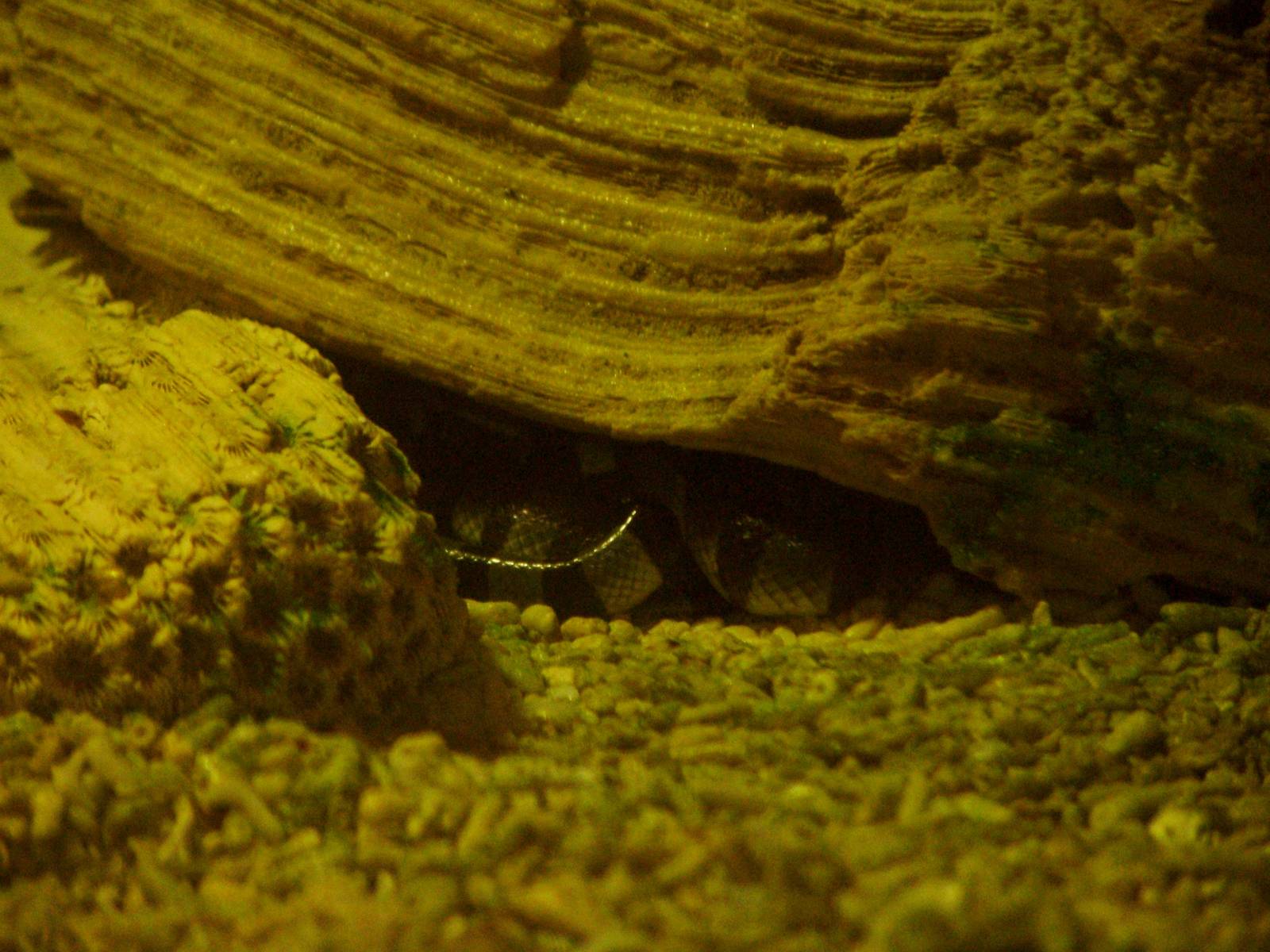 Coils of a Yellow-lipped Sea Krait at Brighton SeaLife Centre 13/03/10