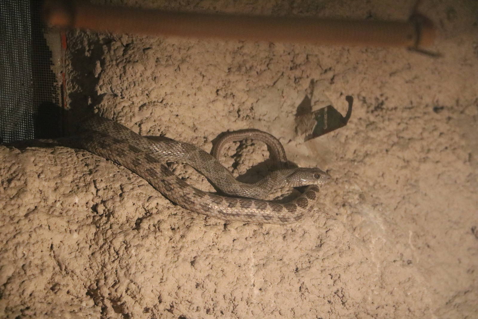 Coin-marked snakes, February 2016